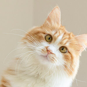 报废车辆违章不处理后果严重,无法开具证明还面临强制执行